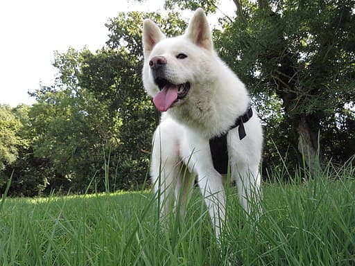 UK Dog Licence and Banned Breeds 2025: What the Law Says