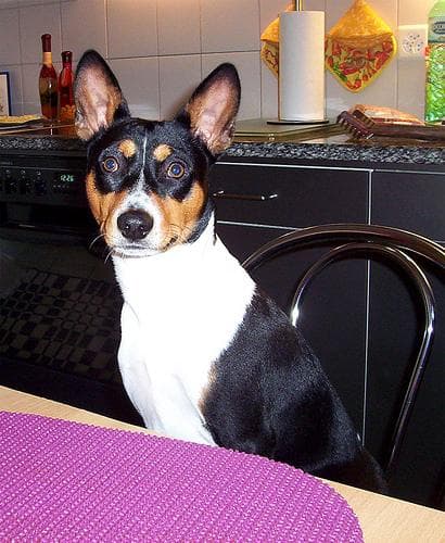 GDPR and your dog: how CanAI protects your data (UK)