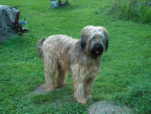 My dog eats poop (coprophagia): why it happens and how to stop it