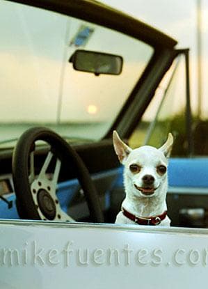 Preparing your dog for a vet visit: the complete guide