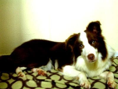 The first weeks with your puppy: a survival and bonding guide