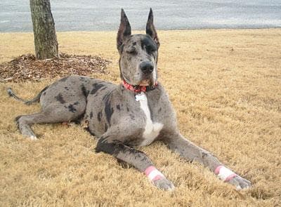 Great Dane Care UK: Why They Live So Short and How to Help Them Longer