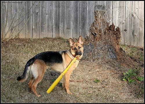UK Dog Emergencies: When to Call the Out-of-Hours Vet (and What It Costs)