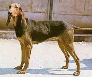 Ticks and Lyme Disease in Dogs: 2025 UK Survival Guide