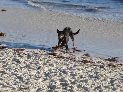 Seasonal Allergies in Dogs UK: Why Your Dog Is Itching in Spring