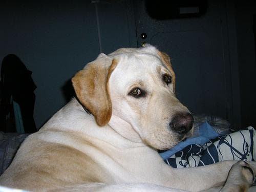 Overweight dog: how to spot it and help them lose weight safely