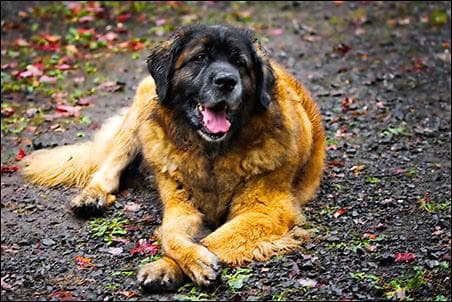 Top dog-friendly hotel chains UK 2026 — Hilton, Premier Inn, Best Western