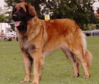 Multi-Dog Household UK: How to Manage Two or More Dogs Without Conflict