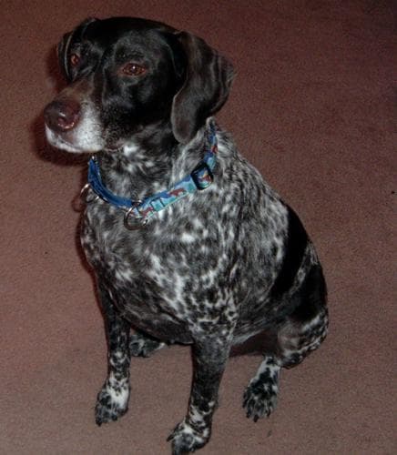 Dog Travel Gear UK-Europe: The Checklist That Saves Trips