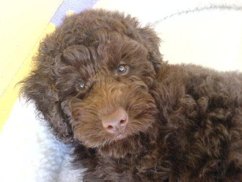 Grain-Free Dog Food UK: The FDA Warning and What It Really Means