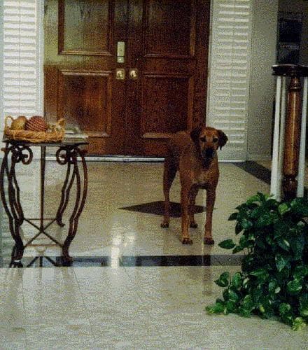 How to read your dog's body language