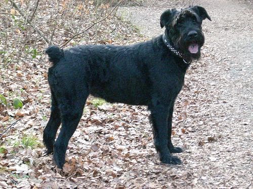 Foods toxic to dogs: the complete list every owner should know