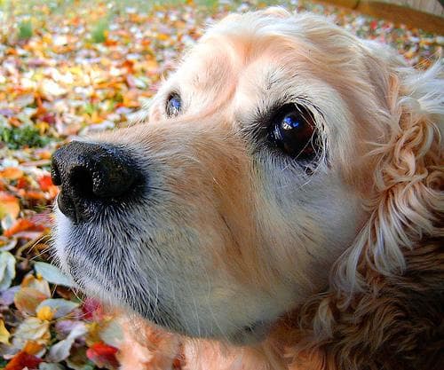 Dogs and Children: Building Safe Coexistence (UK Guide)