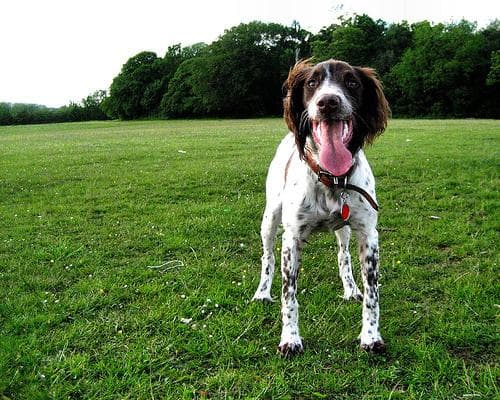 Adopting from a UK rescue: the full RSPCA / Dogs Trust process 2026