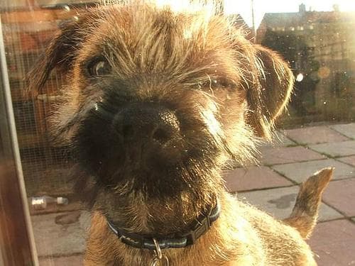 Travelling with your dog on UK trains and the London Underground 2026
