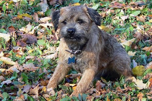 Dog-Friendly Travel in Europe from the UK 2025: Routes That Actually Work