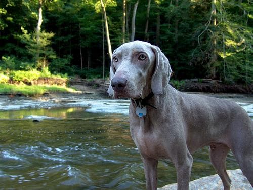 Top 10 most popular dog breeds in the UK 2026 — Kennel Club data