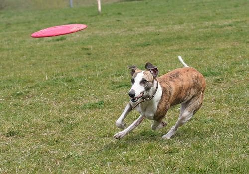Senior dog care: how to support your dog through their golden years
