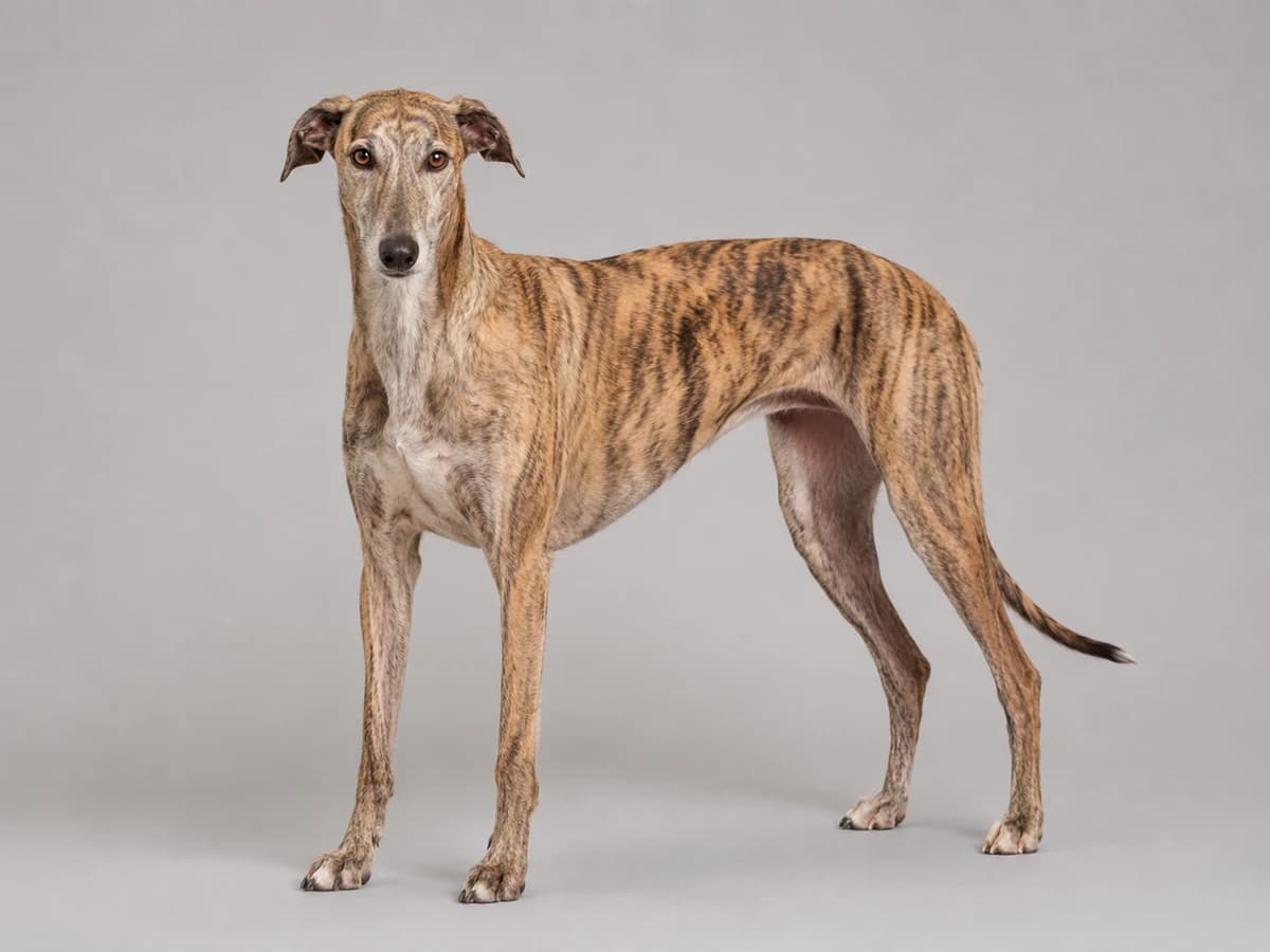 Spanischer Windhund