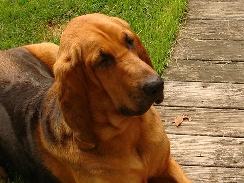Mit Hund in der Bahn, U-Bahn und Bus: Regelungen 2026 (Deutschland)