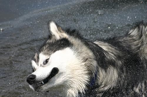 Cómo enseñar a tu perro a quedarse solo sin ansiedad