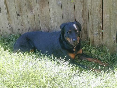 Razas guardianas y de protección: Rottweiler, Doberman, Cane Corso y Mastín