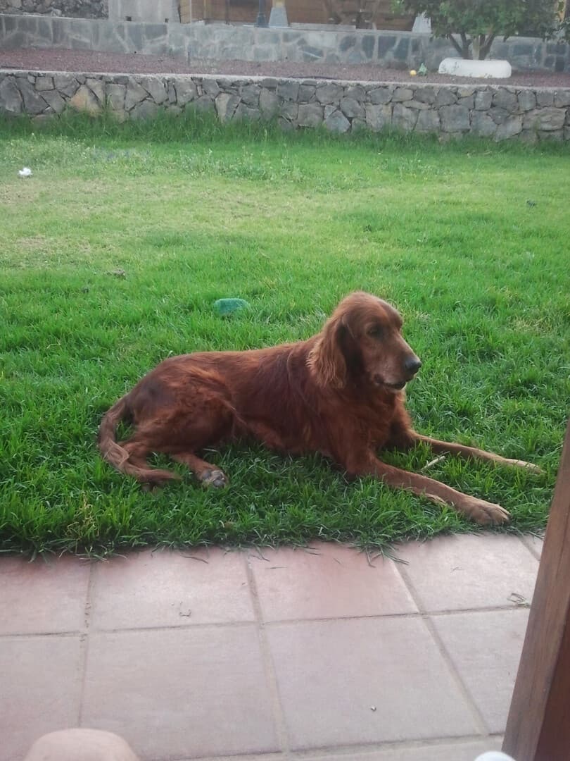 Proteínas en la dieta del perro: cuánta necesitan y cuál es la mejor fuente