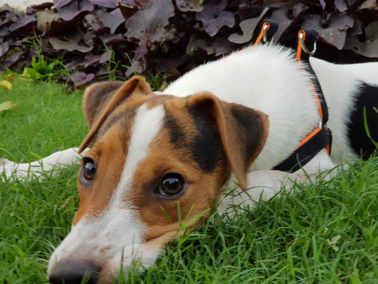 Getreidefreies Hundefutter: Wahrheit, Werbung und die FDA-Warnung